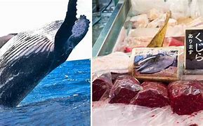 Image result for Whale Meat