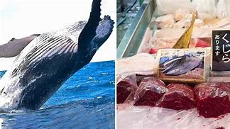 Image result for Roasted Whale Meat