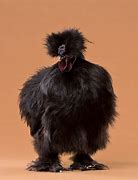 Image result for Gray Silkie Chicken