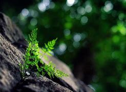 Image result for Macro Nature Photography