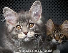 Image result for Maine Coon Serval Mix Cat