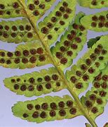 Image result for Underside of a Fern