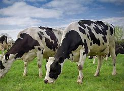 Image result for Funny Holstein Cows