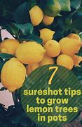 Image result for Drarf Lemon Tree in Pot