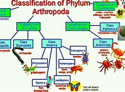 Image result for Arthropoda Phylum Tree