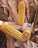 Image result for Hybrid Corn Seed