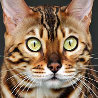 Image result for Half Bengal Cat