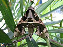 Image result for Sphingine Moth