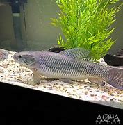 Image result for Hoplias Wolf Fish