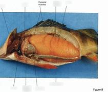 Image result for perch anatomy