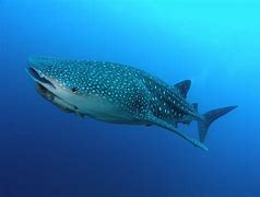 Image result for Whale Shark Meat