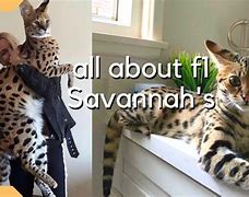 Image result for Big House Cat Savannah