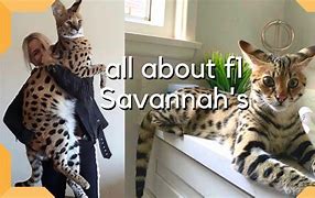 Image result for Giant Savannah Cat