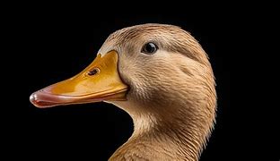 Image result for Anime Duck Face