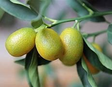 Image result for Kumquat Fruit Tree Fertilizer