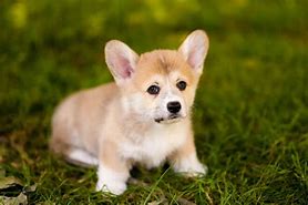 Image result for Corgi Mini Backpack