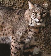 Image result for Lynx Rufus