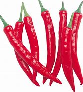 Image result for Chili Pepper Plant PNG