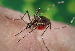 Image result for Aedes