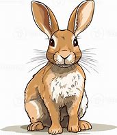 Image result for Cottontail Rabbit Animal Illustration