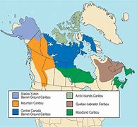 Image result for Labrador Caribou