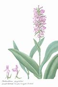 Image result for Fringed Orchid