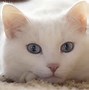 Image result for White Cat Decal