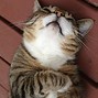 Image result for Kucing Kepala Botak Meme