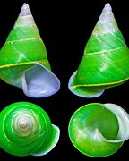 Image result for Green Snail