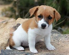 Image result for Russell Terrier