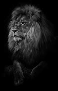 Image result for Lion Wallpaper Black and White