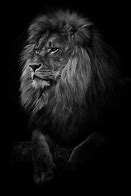 Image result for Black Mane Lion Wallpaper HD