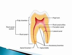 Image result for Pulp Anatomy