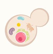 Image result for Yeast Cell Cartoon