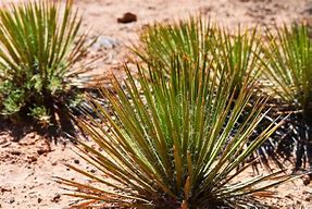 Image result for Desert Aloe Plant