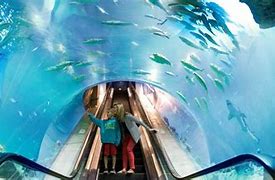 Image result for Arkansas Aquarium