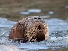 Image result for Albino Baby Walrus