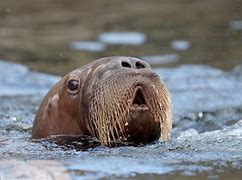 Image result for Baby Nordic Walrus