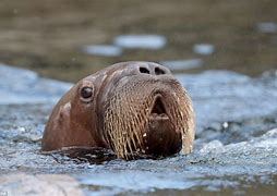 Image result for Albino Baby Walrus