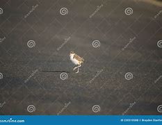 Image result for Masked Lapwing Baby