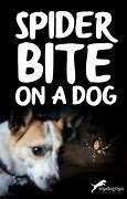 Image result for Spiders Bite On Dog Treatments