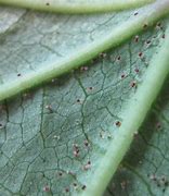 Image result for Black Spider Mites