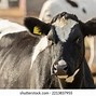 Image result for Cow JPEG