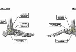 Image result for Lateral Malleolus Ligaments