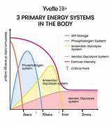 Image result for Energy Systems for Muscles