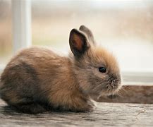 Image result for Baby Brown Rabbit