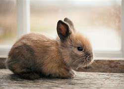 Image result for Light Brown Baby Bunny