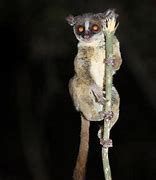 Image result for Dwarf Galago