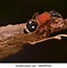 Image result for Red Velvet Ant