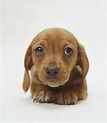 Image result for Adorable Puppy Dog Eyes